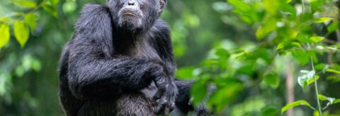 Primates in Uganda & Rwanda