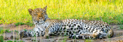 East Africa's Big Cat safari