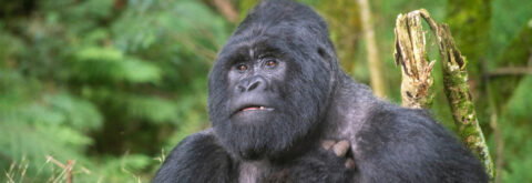Gorilla tours in Uganda and Rwanda 